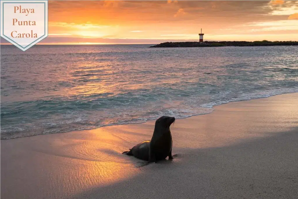Playa punta carola galapagos turismo actividades en las islas galápagos