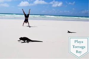 Playa tortuga bay galapagos turismo actividades en las islas galápagos