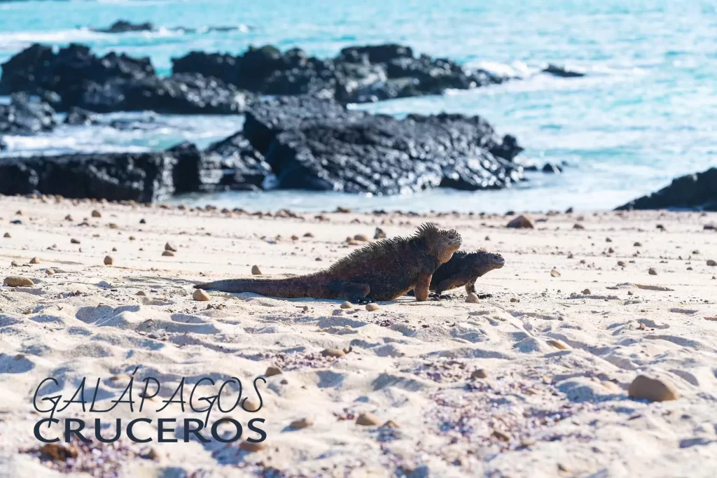 Playas de galápagos turismo actividades en las islas galápagos