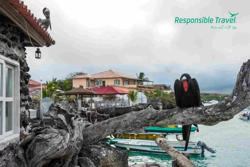 hoteles todo incluido en galápagos turismo actividades en las islas galápagos