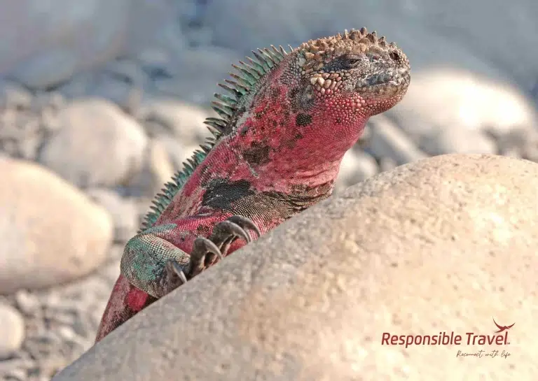 islote mosquera galápagos turismo actividades en las islas galápagos