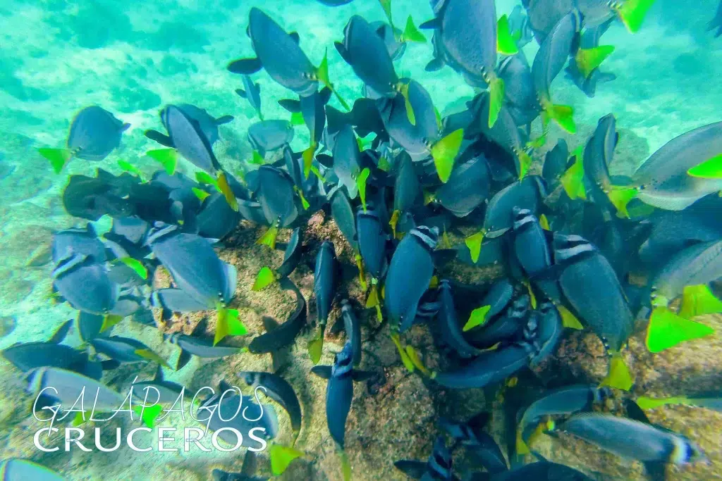 reserva marina de galápagos turismo actividades en las islas galápagos