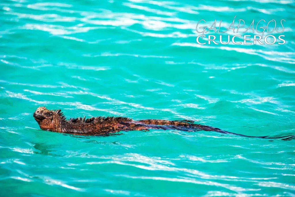 iguana marina de galápagos