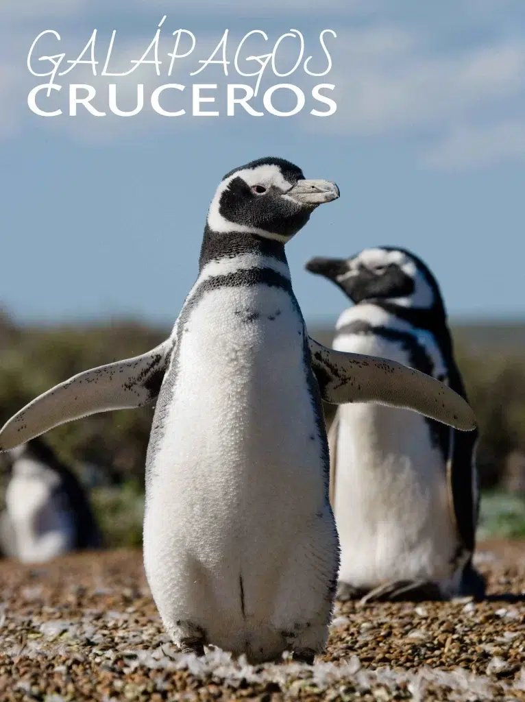 pinguinos de galapagos fauna de galapagos
