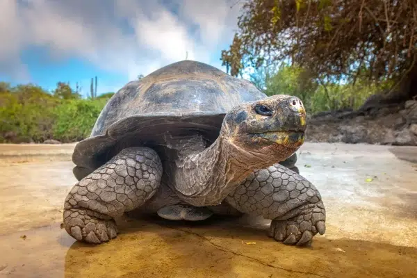 Tortoise-1