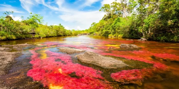 Colombia-Cano-Cristales-3-1