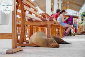 hoteles todo incluido en galápagos turismo actividades en las islas galápagos