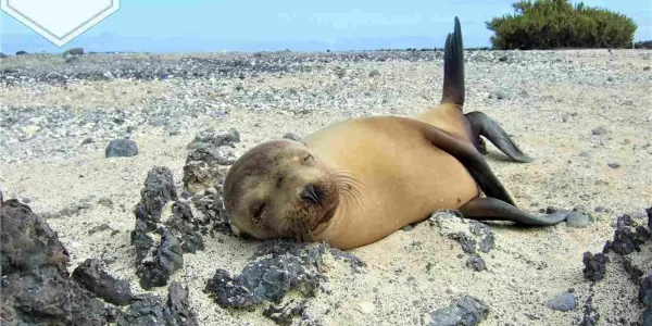 Playa la loberia galapagos turismo actividades en las islas galápagos