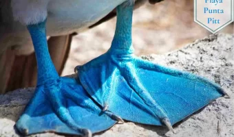 Playa punta pitt galapagos turismo actividades en las islas galápagos