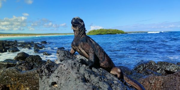 Isla Santa Cruz Galápagos